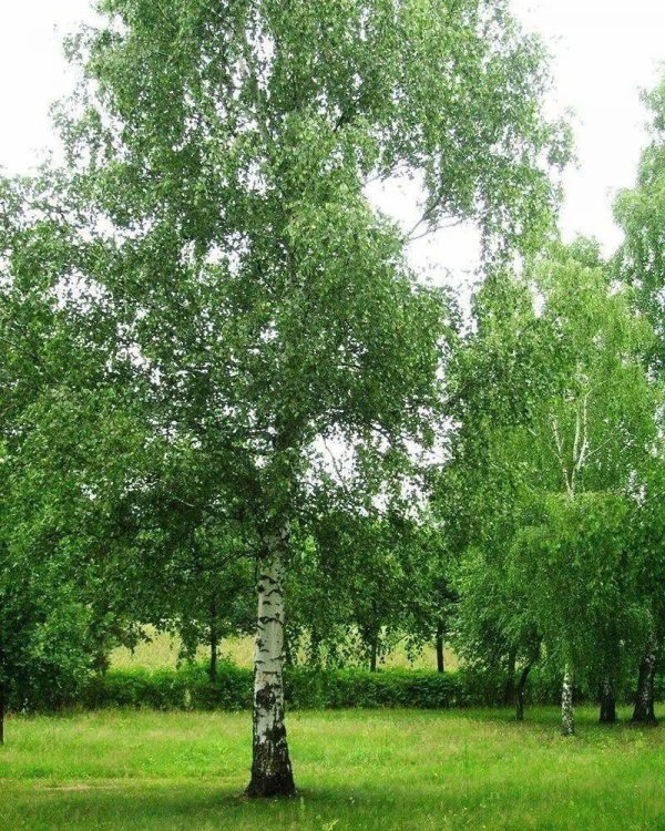 русская береза