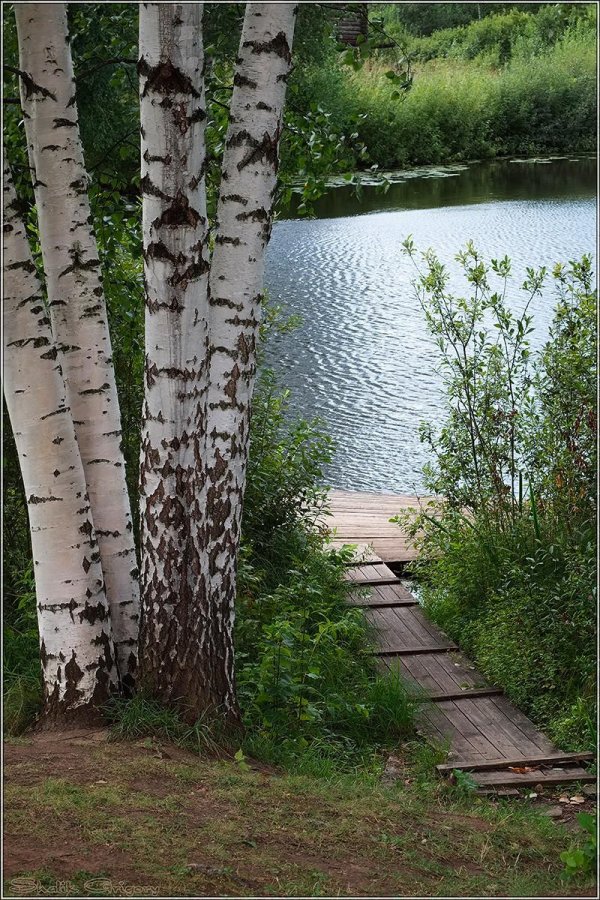 пейзажи с березами