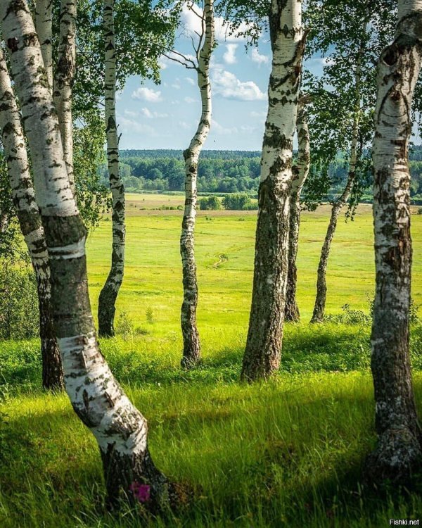 пейзажи с березами
