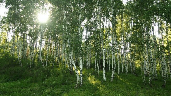 берёзовая роща ореховозуево