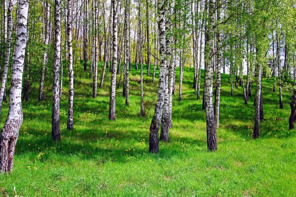 берёзовая роща