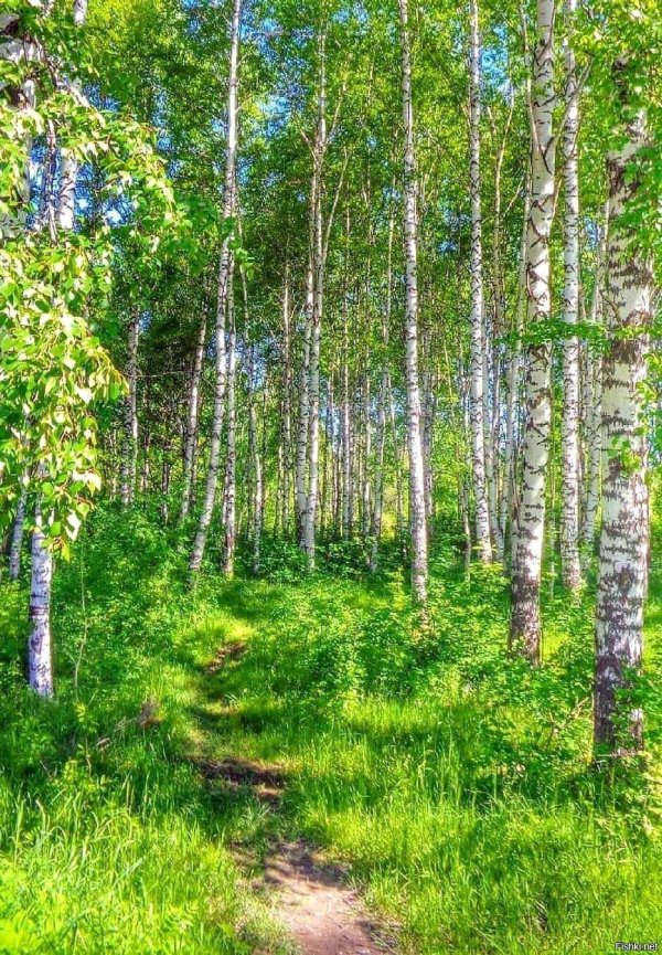 берёзовая роща красноуфимск