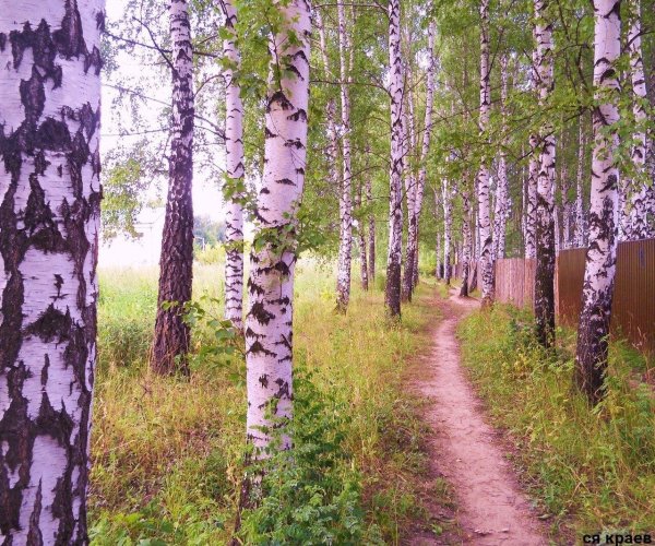 берёзовая роща ореховозуево