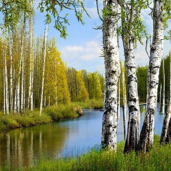 пейзажи с березами