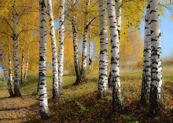 осенние березы