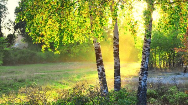 русская природа летом