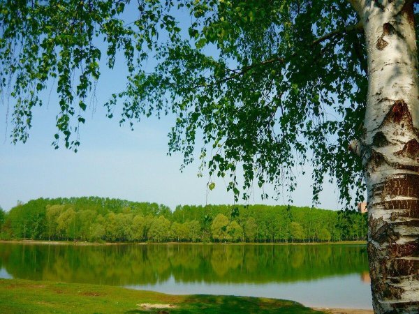 береза у реки