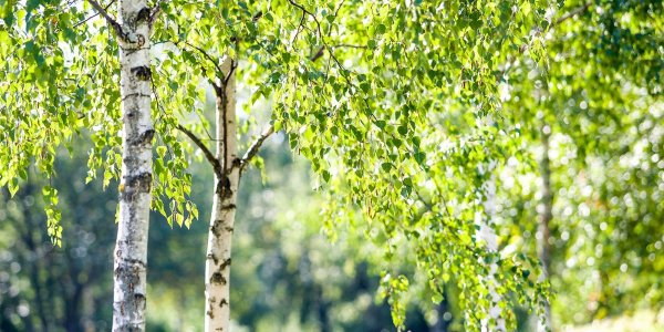 берёза ойковская