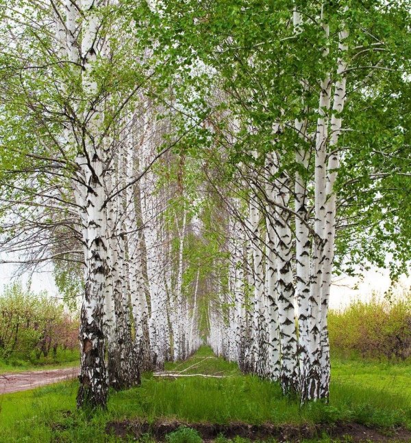 весенняя береза