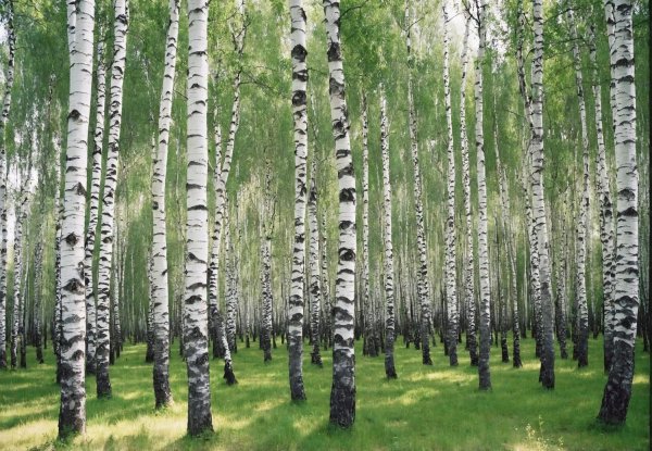 берёзовая роща