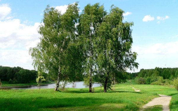 россия березы