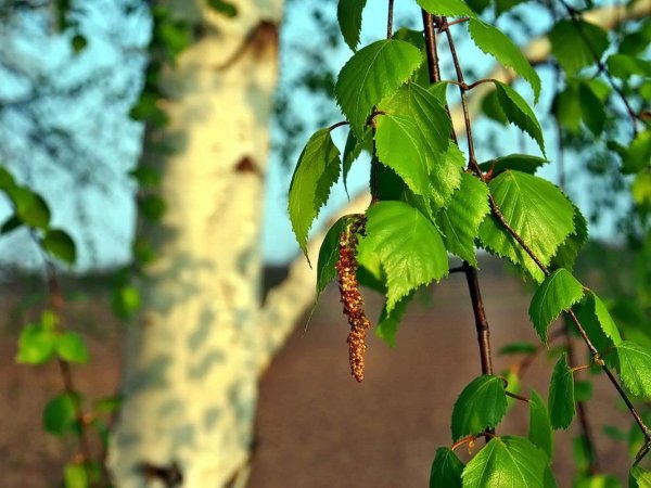 береза весной