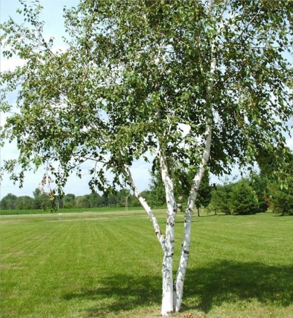 white birch