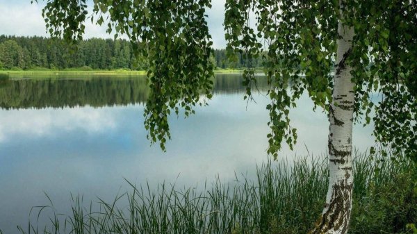 березки у реки