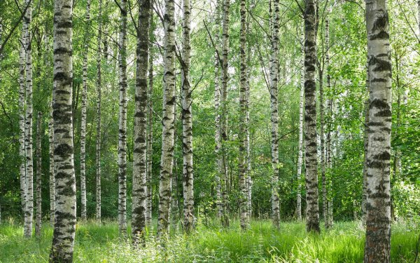 birch forest