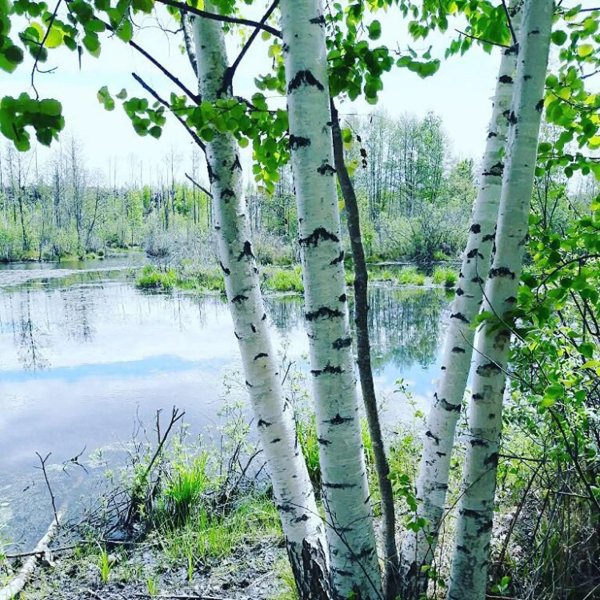 россия березки