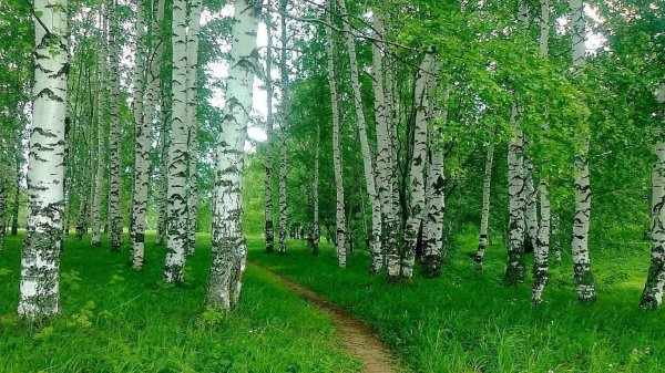 моя березовая русь