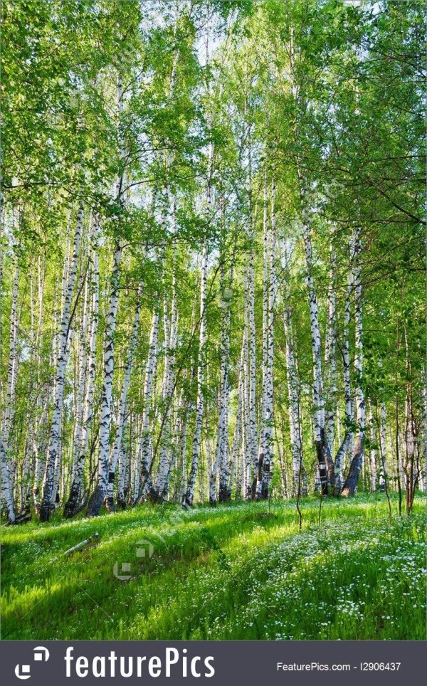 березовый лес