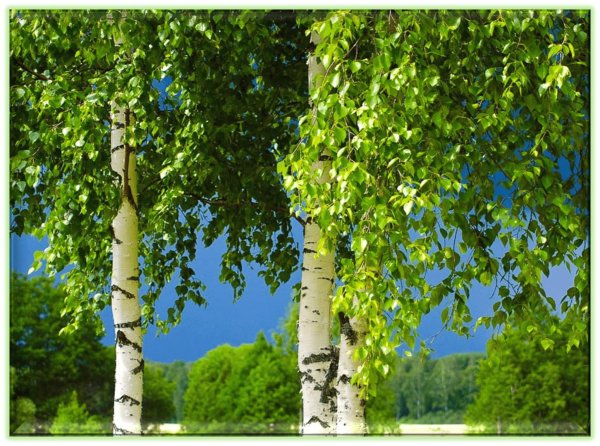 белоствольная береза