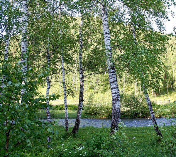 природа березы