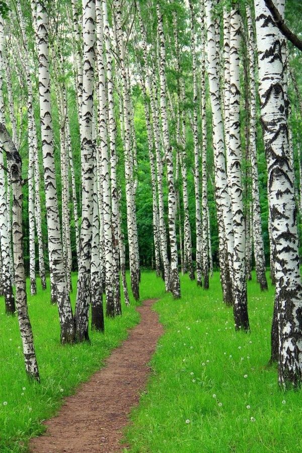 березовый лес