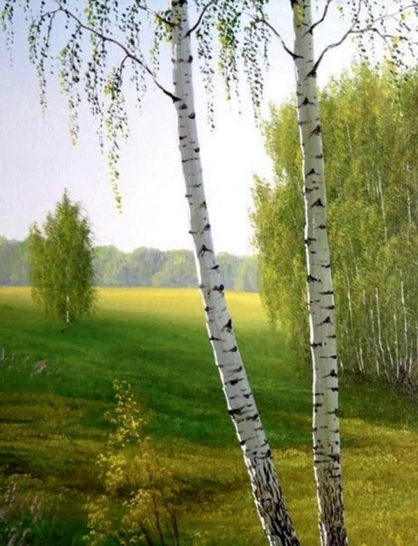 пейзажи с березами