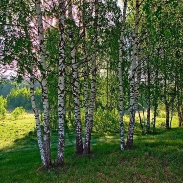 россия березы