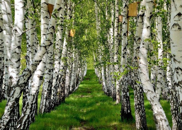 белоствольная береза
