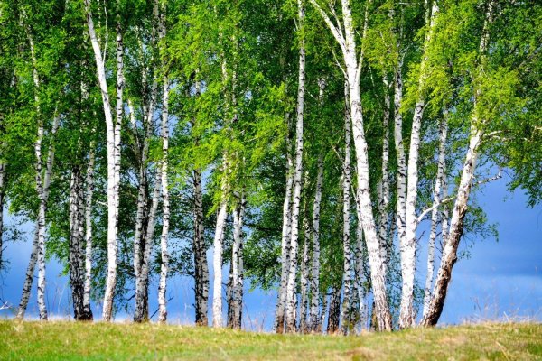 россия березы