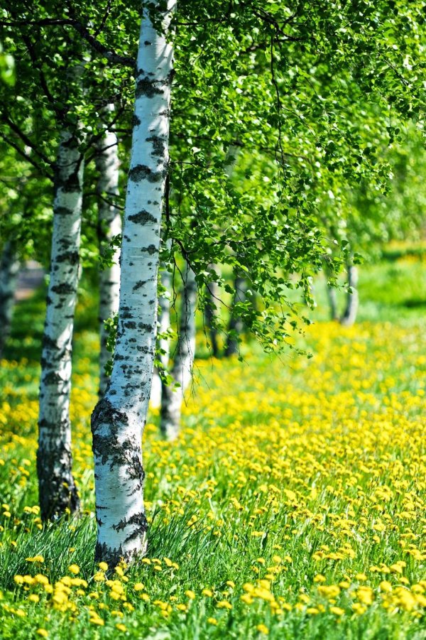 березовый лес