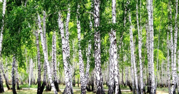 лес березовый