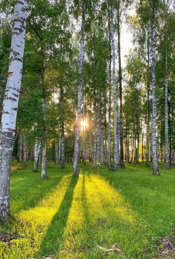 березовый лес