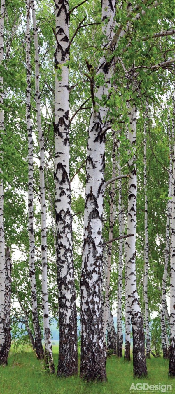 береза обыкновенная