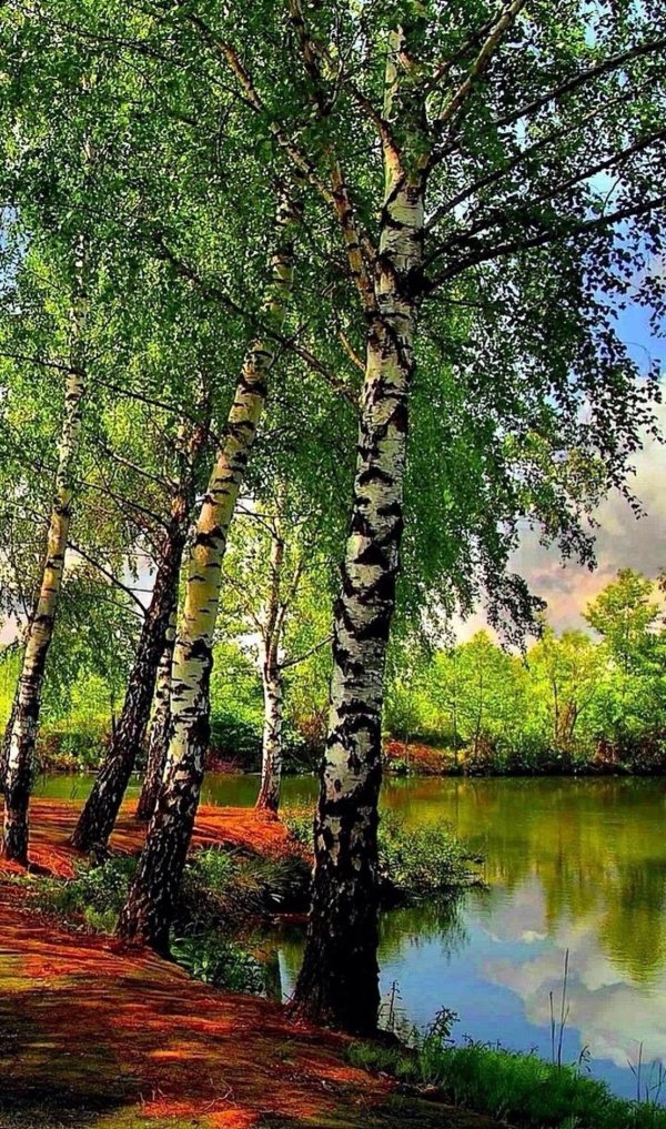 пейзажи с березами