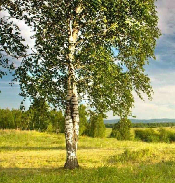 пермский край березы