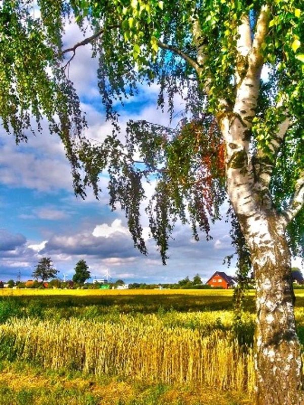 русская природа