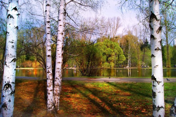 природа березы