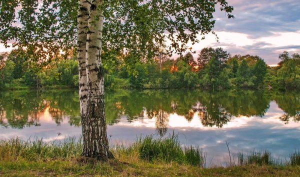 пейзажи с березами