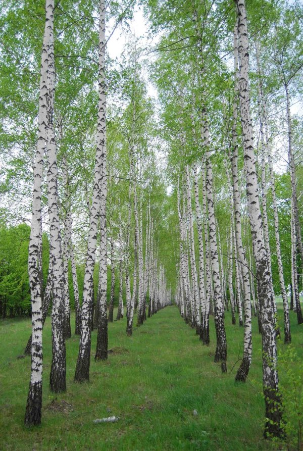 берёзовая роща курск