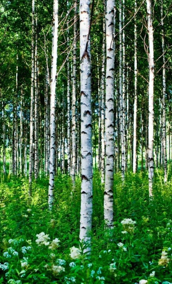 березовый лес