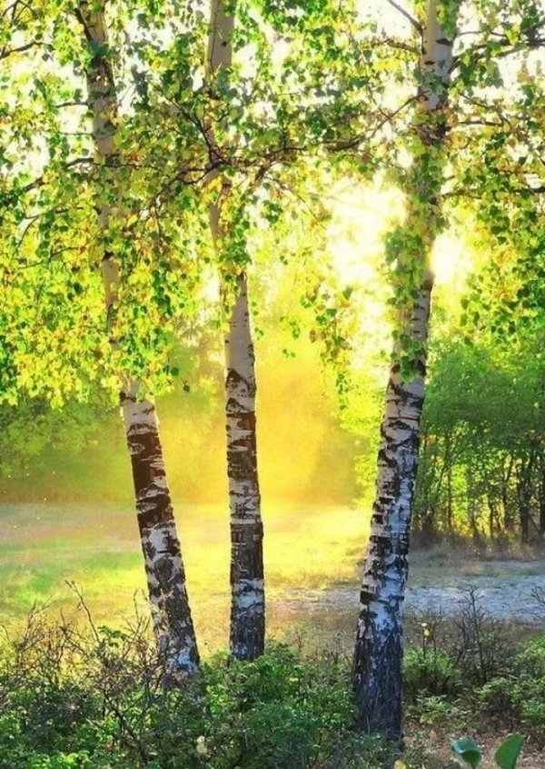 пейзаж березы