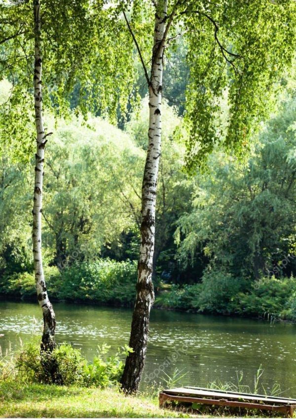 березки у реки