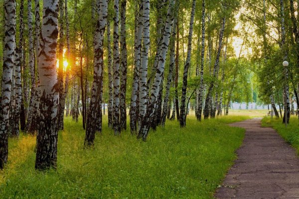 берёзовая роща ореховозуево