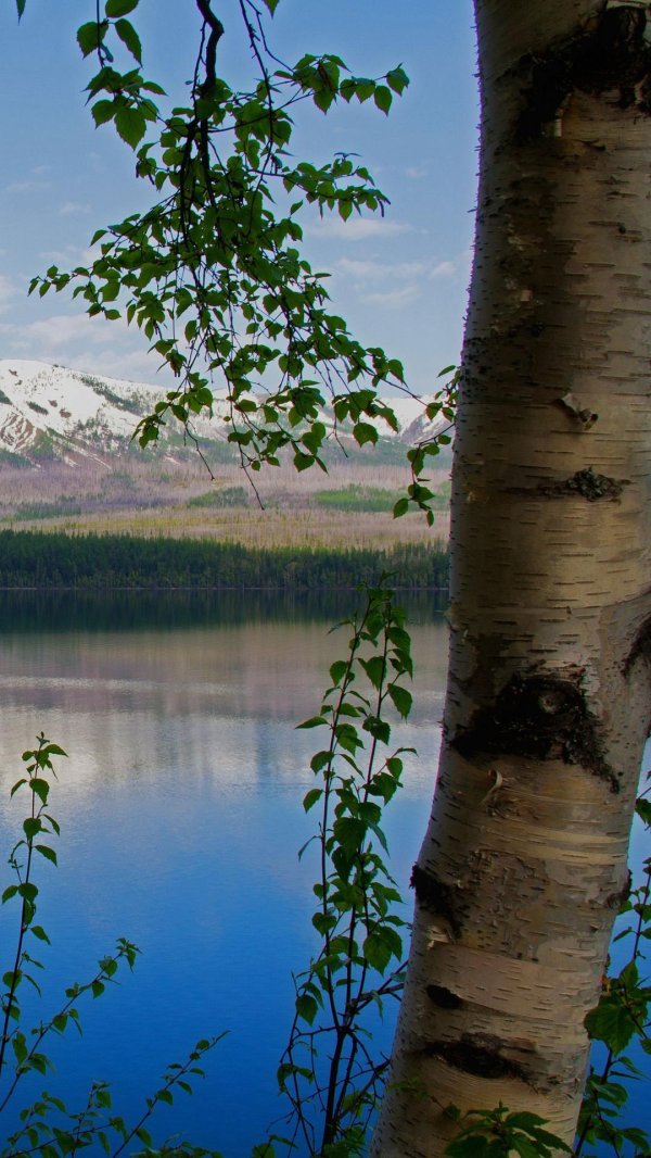 природа березки