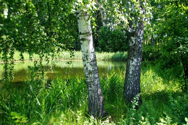 берёзовая роща и река