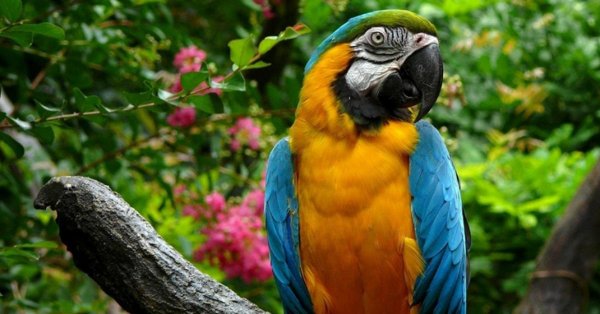 ара попугаи