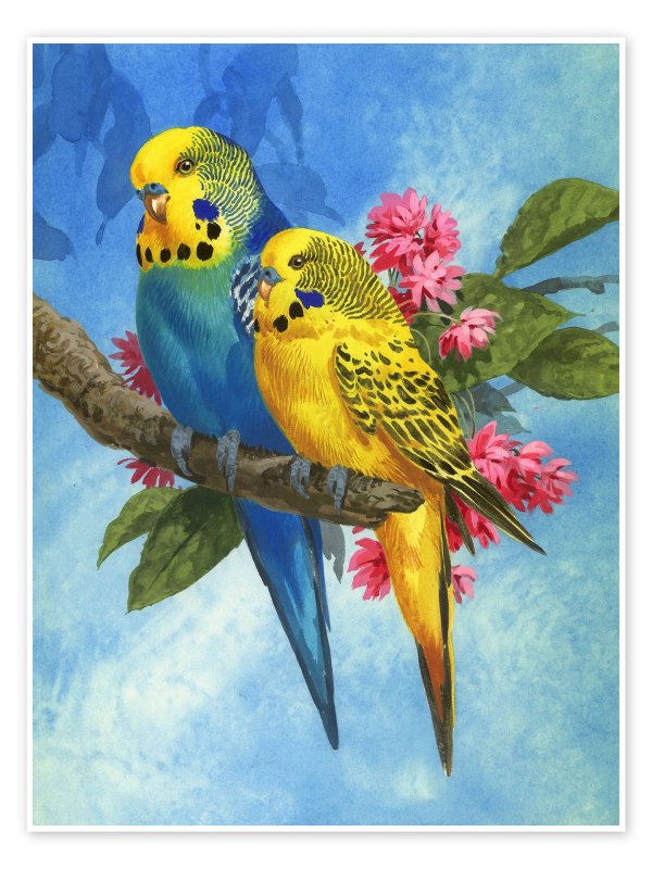 попугайчик волнистый