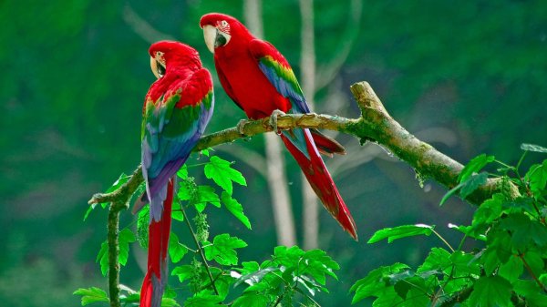 эклектус попугай