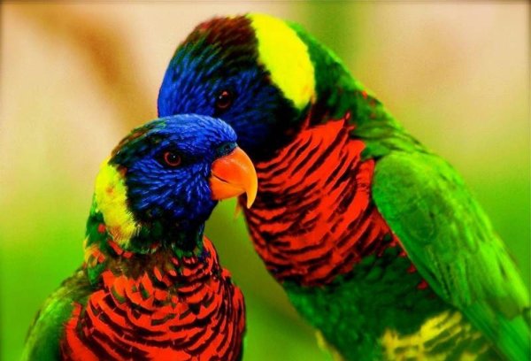 красивые попугаи
