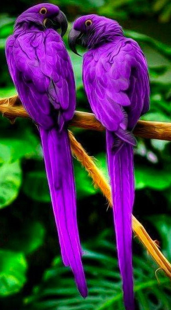 волнистый попугайчик фиолетовый